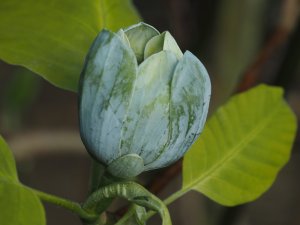 Magnolia acuminata ‘Blue Opal’