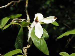 Magnolia ‘Elizabeth’