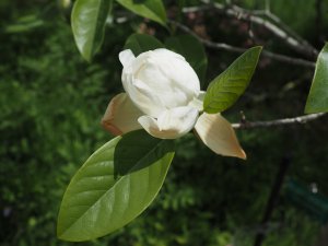 Magnolia ‘Porcelain Dove’