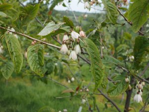 Parastyrax sp. nova