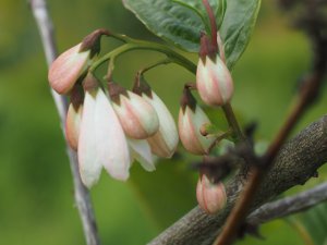 Parastyrax sp. nova