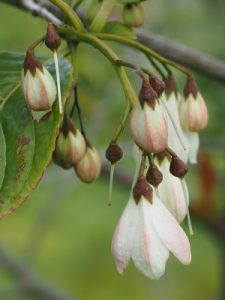 Parastyrax sp. nova