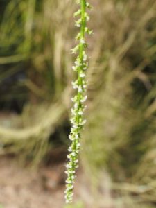 Pterocarya fraxinifolia