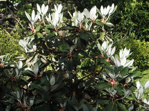 Rhododendron sinogrande