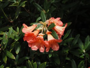 Rhododendron ‘Tortoiseshell Orange’