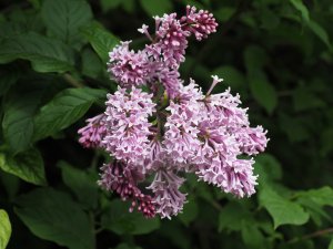 Syringa vulgaris ‘Sensation’