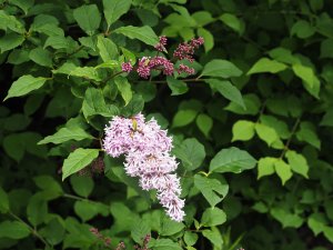Syringa vulgaris ‘Sensation’