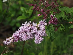 Syringa vulgaris ‘Sensation’