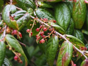 Vaccinium urceolatum