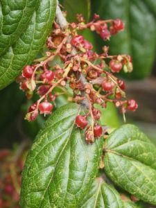 Vaccinium urceolatum