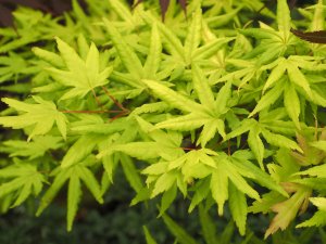 Acer palmatum ‘Golden Trompenburg’