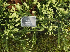 Sequoia sempervirens ‘Adpressa’.