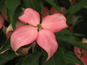 Cornus kousa ‘Scarlet Fire’