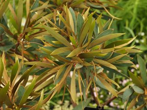 Hakea laurina
