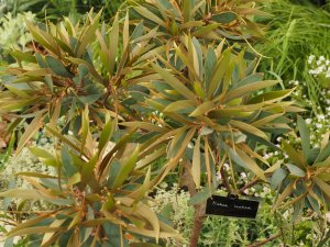 Hakea laurina