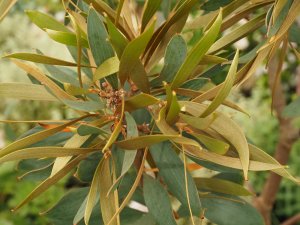 Hakea laurina