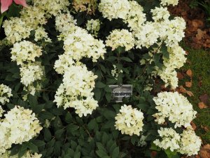 Hydrangea paniculata ‘Groundbreaker Ruby’