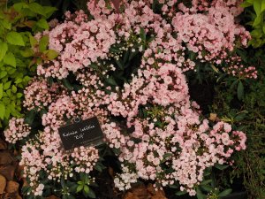 Kalmia latifolia ‘Elf’.