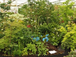 Meconopsis ‘Slieve Donard’