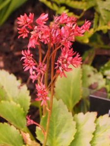 Mukgenia ‘Flame’.