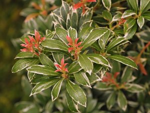Pieris japonica ‘Little Heath’.