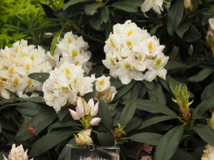 Rhododendron ‘Madame Masson’.