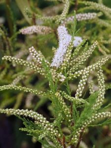 Tamarix ramosissima ‘Hulsdonk White’