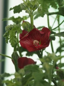 Anisodontea capensis ‘Carnival Lights Candy’.