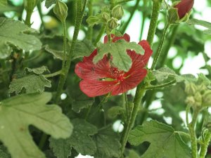 Anisodontea capensis ‘Carnival Lights Candy’.