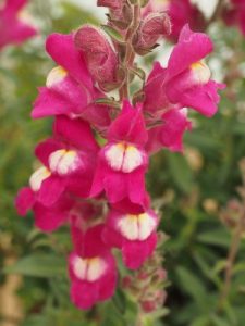 Antirrhinum ‘Shiryu Kiss’.