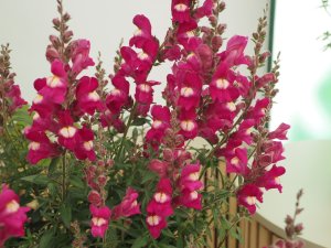 Antirrhinum ‘Shiryu Kiss’.