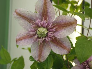 Clematis ‘Minamo-no-Yousei’.
