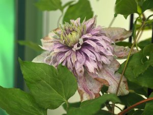 Clematis ‘Minamo-no-Yousei’.