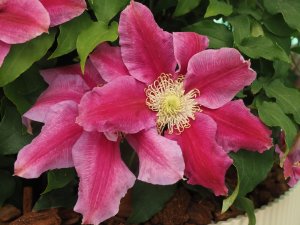 Clematis ‘Queen’s Nurse’.