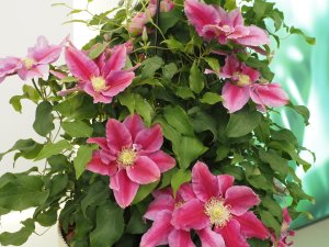Clematis ‘Queen’s Nurse’.