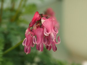 Dicentra ‘Passion Hearts’.