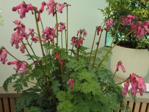 Dicentra ‘Passion Hearts’.