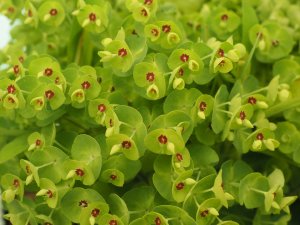 Euphorbia x wulfenii ‘Walberton’s Little Treasure’.