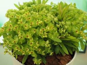 Euphorbia x wulfenii ‘Walberton’s Little Treasure’.