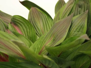 Hosta ‘Red Ninja’