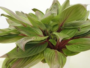 Hosta ‘Red Ninja’