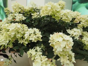 Hydrangea paniculata ‘Groundbreaker Ruby’