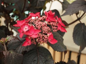 Hydrangea ‘Velvet Night Red Lace’
