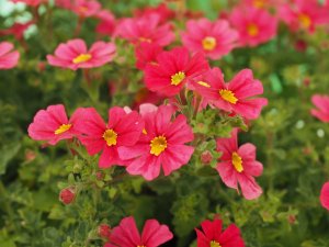 Jamesbrittenia ‘Jammin’ Coral’.