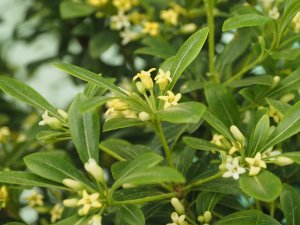 Pittosporum ‘Green Mound’.