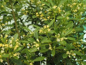 Pittosporum ‘Green Mound’.