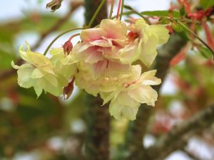 Prunus ‘Sumaura-fugenzo’