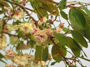 Prunus ‘Sumaura-fugenzo’