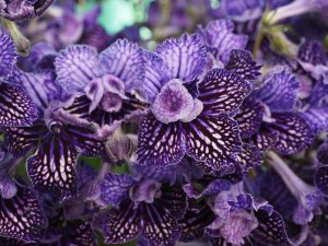 Streptocarpus ‘Sirius’.