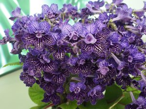 Streptocarpus ‘Sirius’.